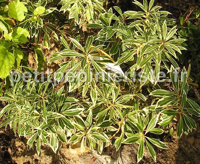 pieris à feuille panachée